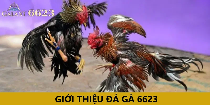 Giới thiệu đá gà 6623