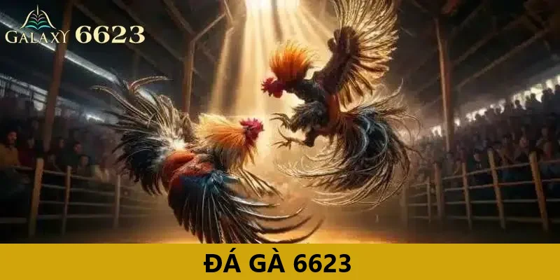 Đá gà 6623